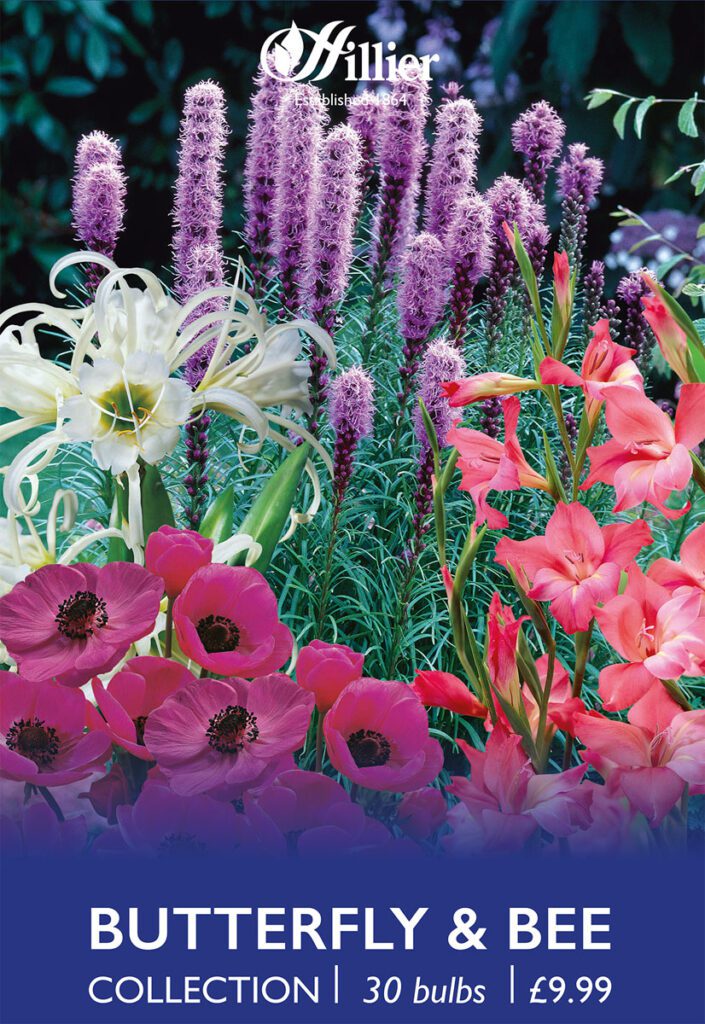 Bees And Butterflies Bulb Collection 8718641997512 2